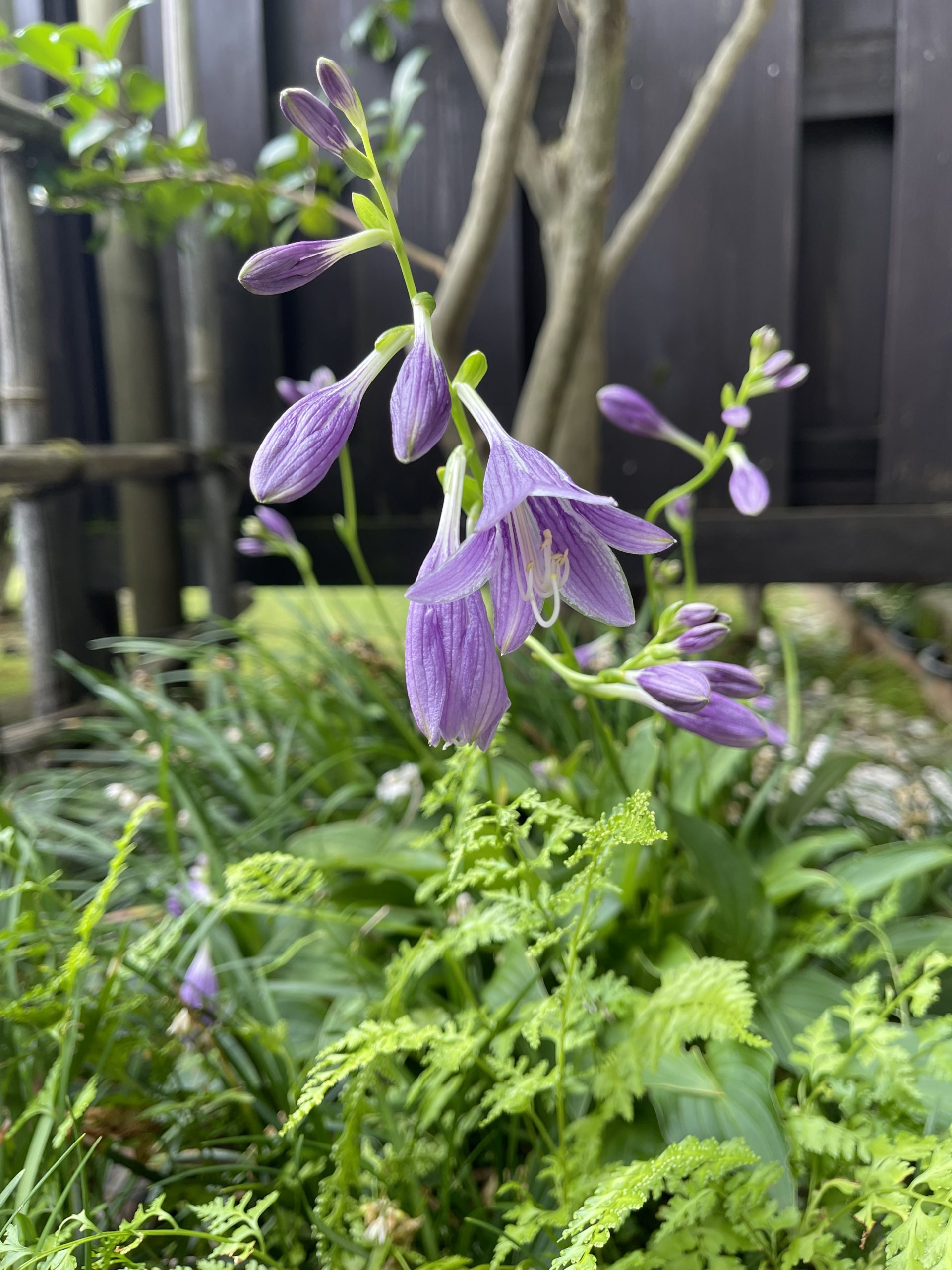 7月の診療のお知らせです ⁡